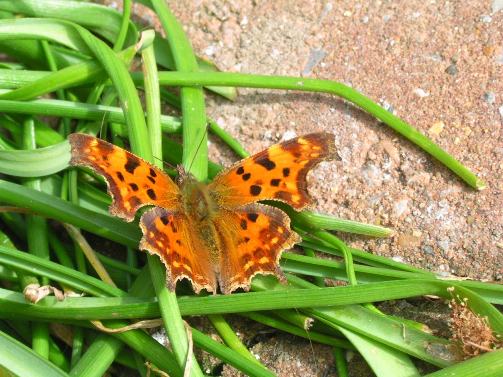 Polygonia c-album