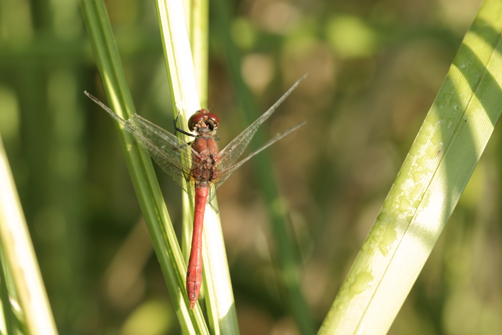 Sympetrum rouge sang