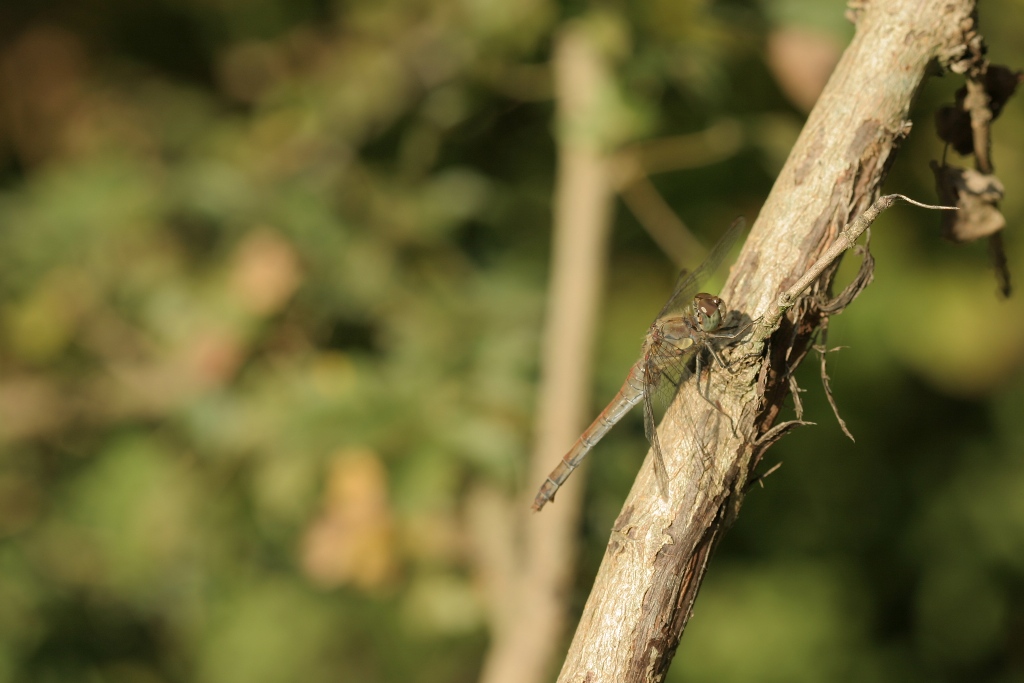 Sympetrum strié