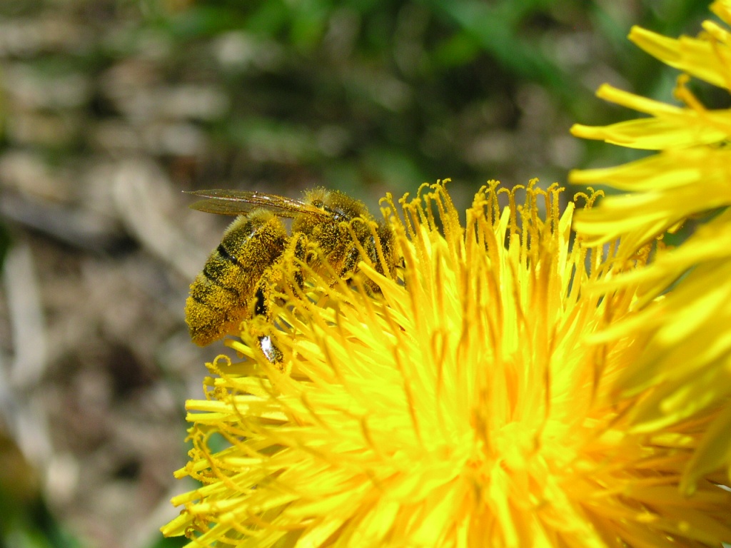 une abeille couverte de pollen de pissenlit
