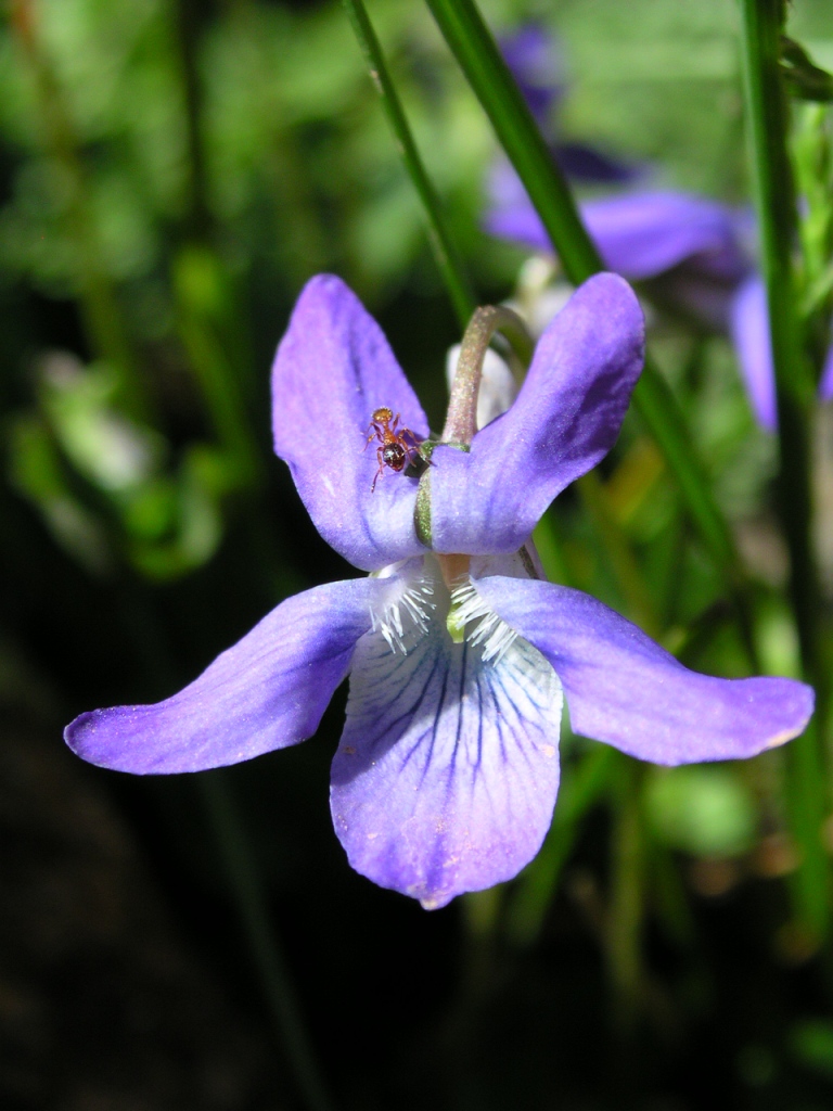 violette de rivin et fourmi rouge