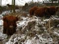 Highland cattle