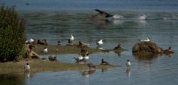 Grèbe à cou noir et Mouette rieuse