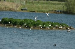 Îlots fréquenté par les mouettes et les grèbes 