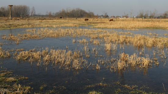 Prairie innondée