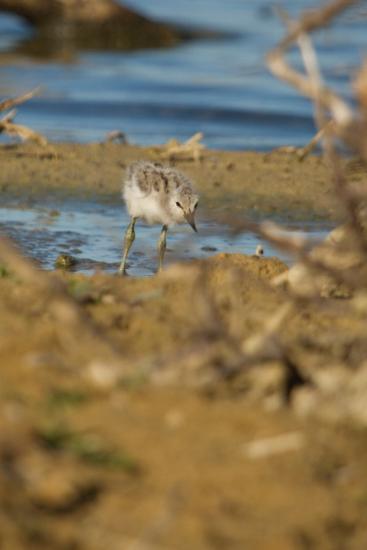 Juv avocette