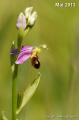 Ophrys abeille