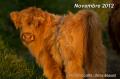 Veau de highland cattle 