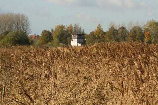 Site ornithologique des cinq tailles, vue de la roselière