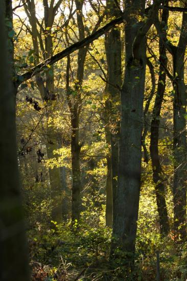 Site ornithologique des cinq tailles, la forêt