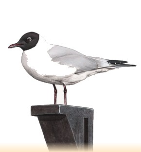 Site Ornithologique départemental des Cinq-Tailles, Mouette rieuse, oiseaux, Ornithologie