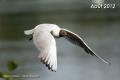 Mouette rieuse