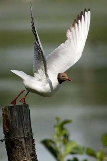 Mouette10