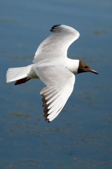 Mouette11