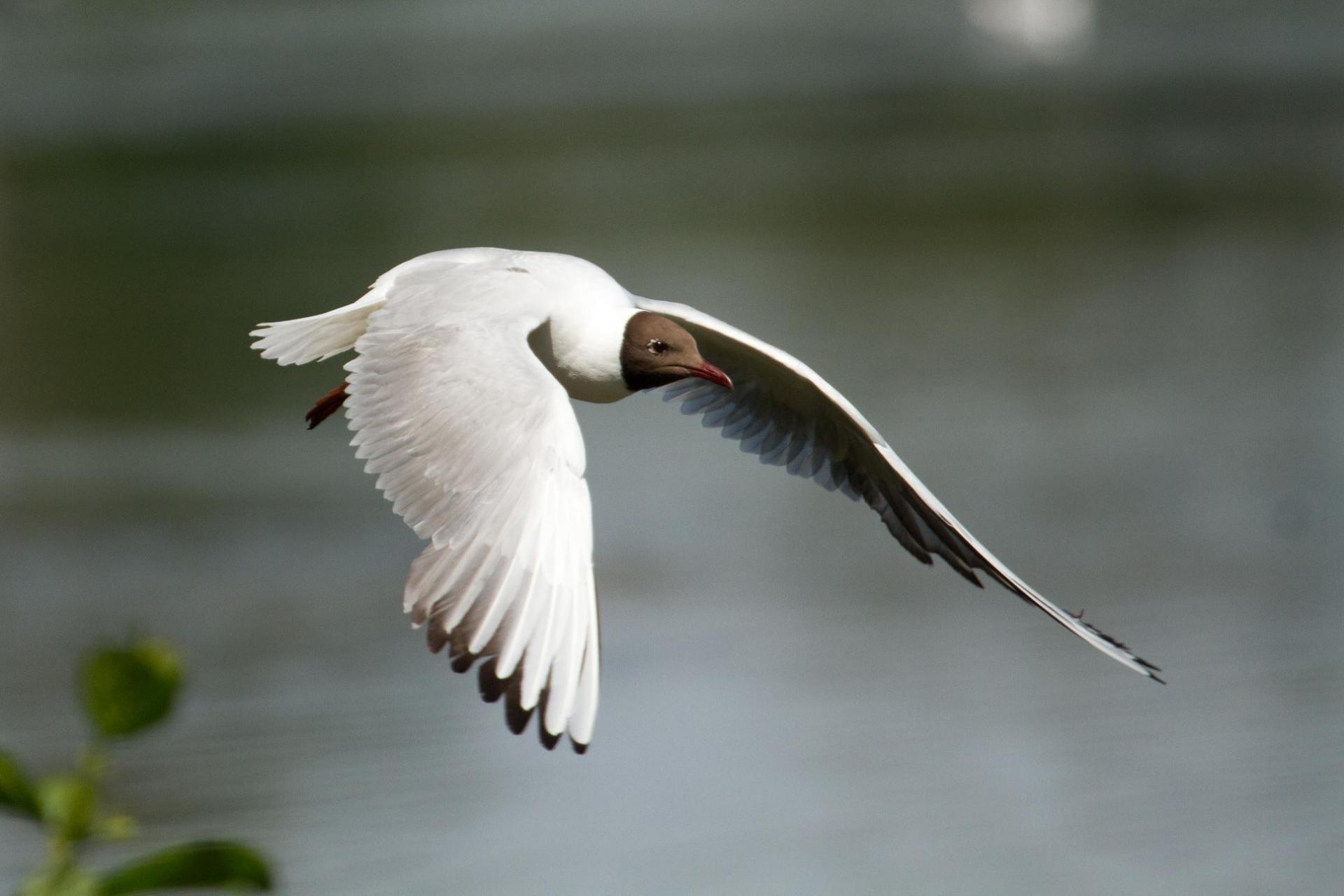 Mouette rieuse