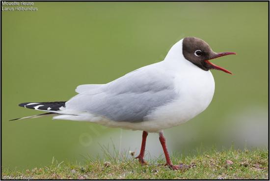 Mouette2