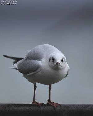 Mouette6